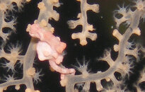 Pygmy Seahorse Cabilao 2009 30M.jpg