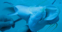 spearfishing_580.jpg