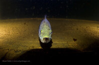 Waome BassDSC_2606.jpg