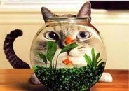 Fisbowlcat.jpe