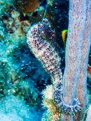 Seahorse 2.jpg