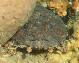 toadfish_2.jpg toadfish_2.jpg