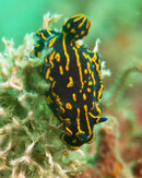 nudibranch_3.jpg nudibranch_3.jpg