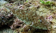 MICR0363.JPG