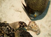 Bonaire-9.jpg Bonaire-9.jpg