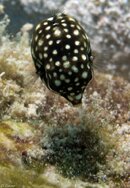 Bonaire-61.jpg Bonaire-61.jpg