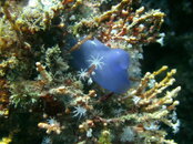 PICT0726.JPG