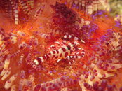 Komodo Dancer, 2014-124.JPG