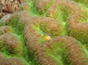 Komodo Dancer, 2014-81.JPG