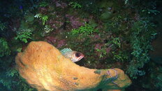 MICR0024.JPG