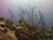 MICR0038.JPG