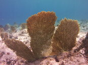 MICR0127.JPG