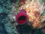 MICR0162.JPG