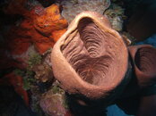 MICR0012.JPG