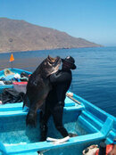 Con garopa de 80 kg isla cedros.jpg