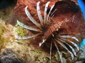 lionfish.jpg
