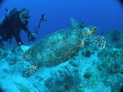 turtle.jpg