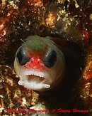 Goby.jpg