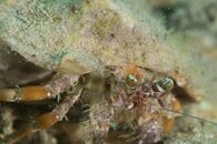 Hermit Crab Closeup.jpg