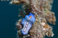 Blue Flat Worm.jpg