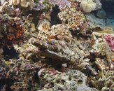 Crocodile fish Closeup.jpg