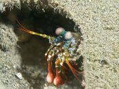 Mantis Shrimp.jpg