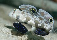 Signal Goby.jpg