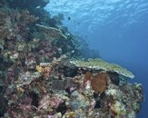 Table coral on Slope.jpg