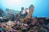 Cuttlefish-Tomea Island Reef.jpg