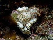 Unknown Eggs-5295790.jpg