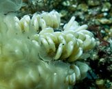Unknown Eggs-5295815.jpg