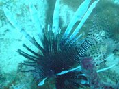 Lionfish 3-13-10 .jpg