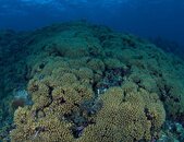 Finger coralwtmk.jpg