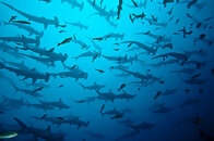 hammerheads.jpg