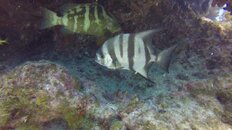 Atlantic Spade Fish and Nassau Grouper.jpg