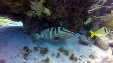 Nassau Grouper.jpg