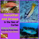 parrotfishwrasseTEP.jpg