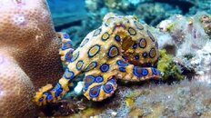 Blue Ring Octopus.jpg