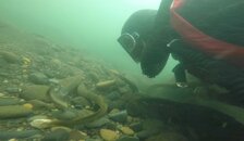 Lamprey Dive-1.jpg