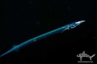 Gempylid 3 watermarked.jpg