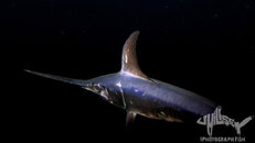Xyphias gladius watermark.jpg