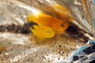 What fish and eggs watermark.jpg