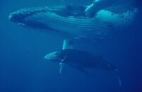 Humpback and calf, Tonga.jpg