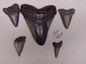 Meg Teeth.jpg