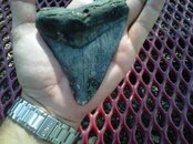 megalodon.jpg