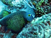 angel fish.jpg