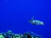 turtle swiming good.jpg