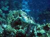 turtle.jpg