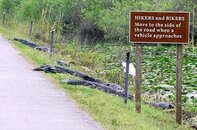 gator.jpg