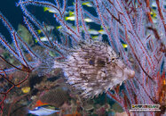 weedy-file-fish-01.jpg